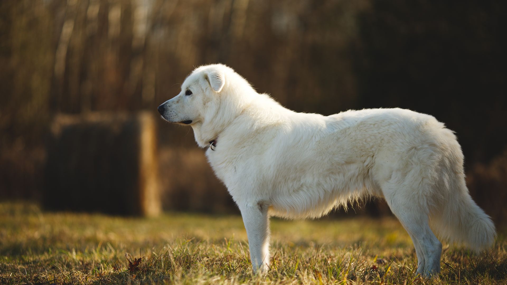 Maremma Sheepdog